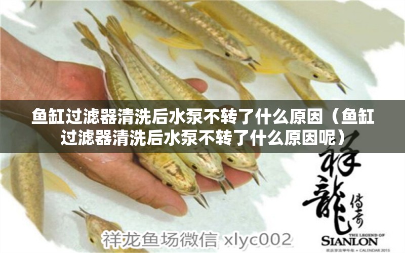 魚(yú)缸過(guò)濾器清洗后水泵不轉(zhuǎn)了什么原因（魚(yú)缸過(guò)濾器清洗后水泵不轉(zhuǎn)了什么原因呢）