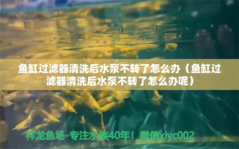 魚缸過濾器清洗后水泵不轉(zhuǎn)了怎么辦（魚缸過濾器清洗后水泵不轉(zhuǎn)了怎么辦呢）