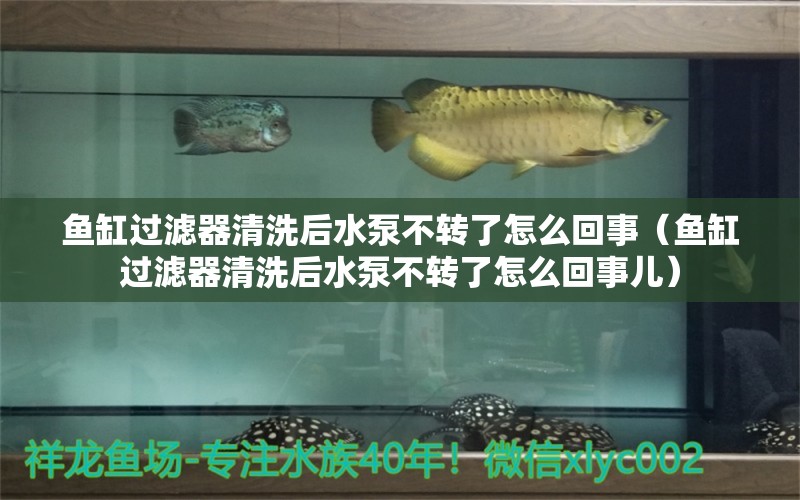 魚缸過濾器清洗后水泵不轉(zhuǎn)了怎么回事（魚缸過濾器清洗后水泵不轉(zhuǎn)了怎么回事兒）