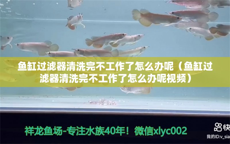 魚缸過濾器清洗完不工作了怎么辦呢（魚缸過濾器清洗完不工作了怎么辦呢視頻） 祥龍水族醫(yī)院