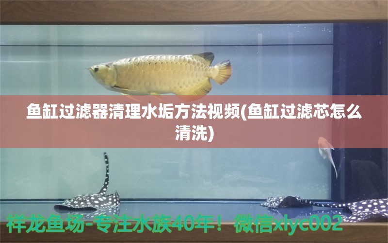 魚缸過濾器清理水垢方法視頻(魚缸過濾芯怎么清洗) 斑馬鴨嘴魚