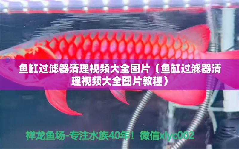 魚缸過濾器清理視頻大全圖片（魚缸過濾器清理視頻大全圖片教程）