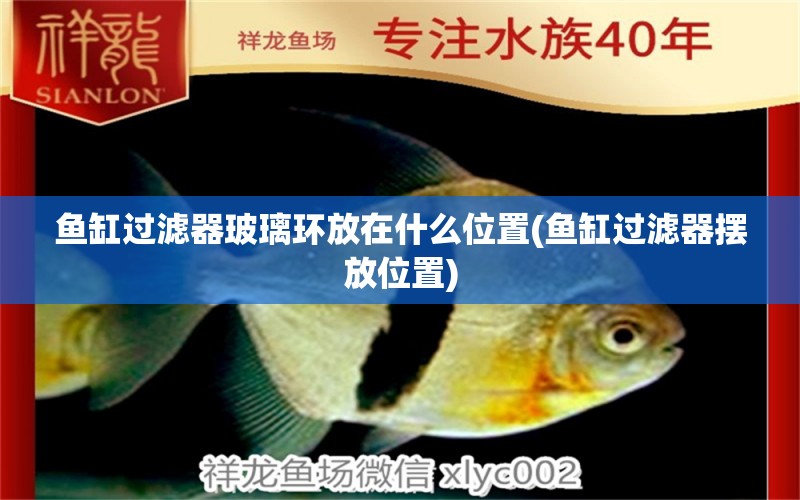 魚缸過濾器玻璃環(huán)放在什么位置(魚缸過濾器擺放位置)