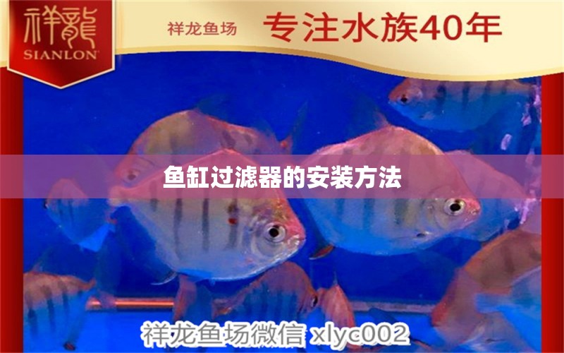 魚缸過濾器的安裝方法 白子銀版魚苗