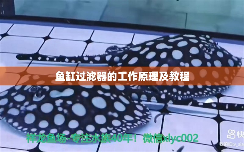 魚缸過濾器的工作原理及教程