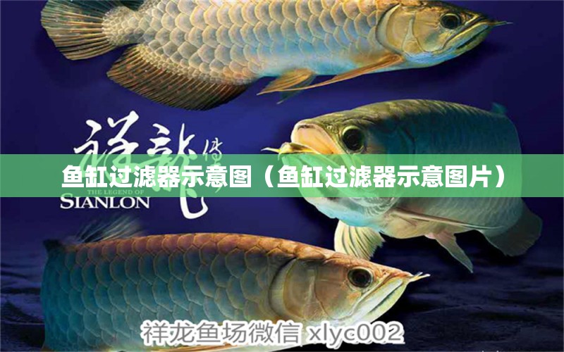 魚缸過濾器示意圖（魚缸過濾器示意圖片） 綠皮辣椒小紅龍