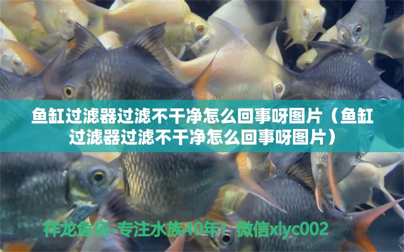 魚(yú)缸過(guò)濾器過(guò)濾不干凈怎么回事呀圖片（魚(yú)缸過(guò)濾器過(guò)濾不干凈怎么回事呀圖片） 速倍妥魚(yú)糧魚(yú)藥