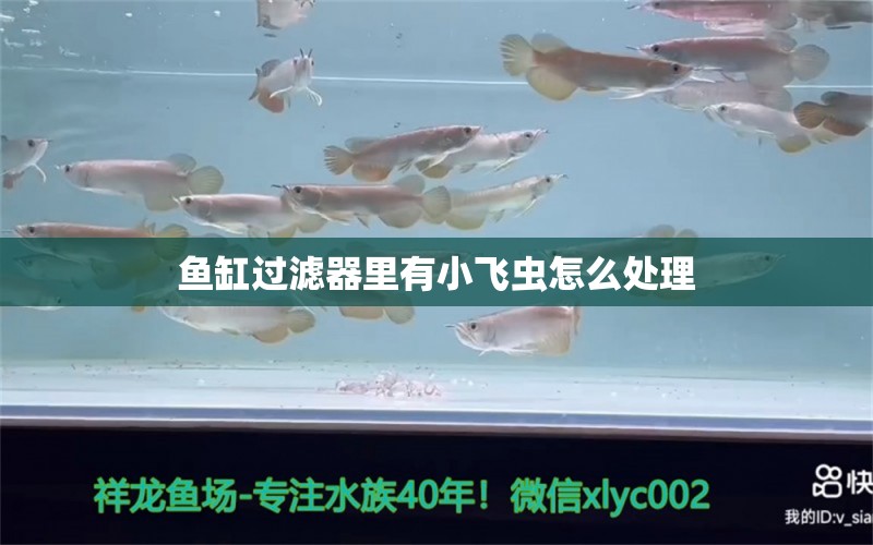 魚缸過濾器里有小飛蟲怎么處理