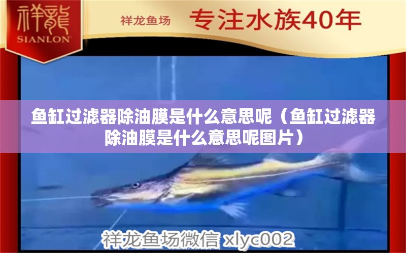 魚缸過濾器除油膜是什么意思呢（魚缸過濾器除油膜是什么意思呢圖片）