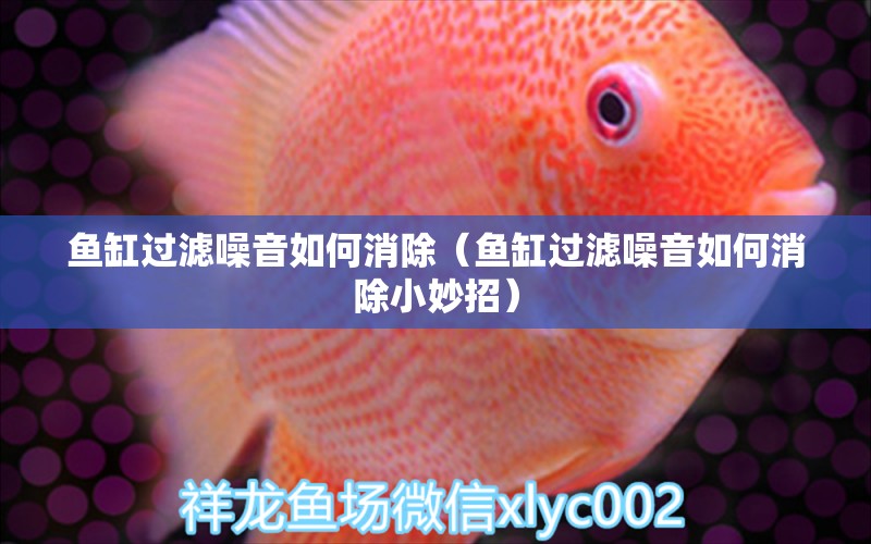 魚缸過濾噪音如何消除（魚缸過濾噪音如何消除小妙招）