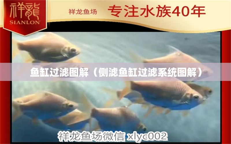 魚缸過濾圖解（側(cè)濾魚缸過濾系統(tǒng)圖解） 彩鰈魚缸（彩蝶魚缸）