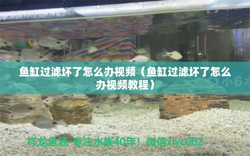 魚缸過濾壞了怎么辦視頻（魚缸過濾壞了怎么辦視頻教程） 觀賞魚市場（混養(yǎng)魚）