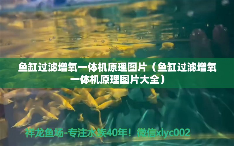 魚缸過濾增氧一體機(jī)原理圖片（魚缸過濾增氧一體機(jī)原理圖片大全） 水族品牌