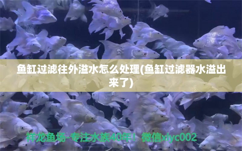 魚缸過濾往外溢水怎么處理(魚缸過濾器水溢出來了) 魚缸/水族箱