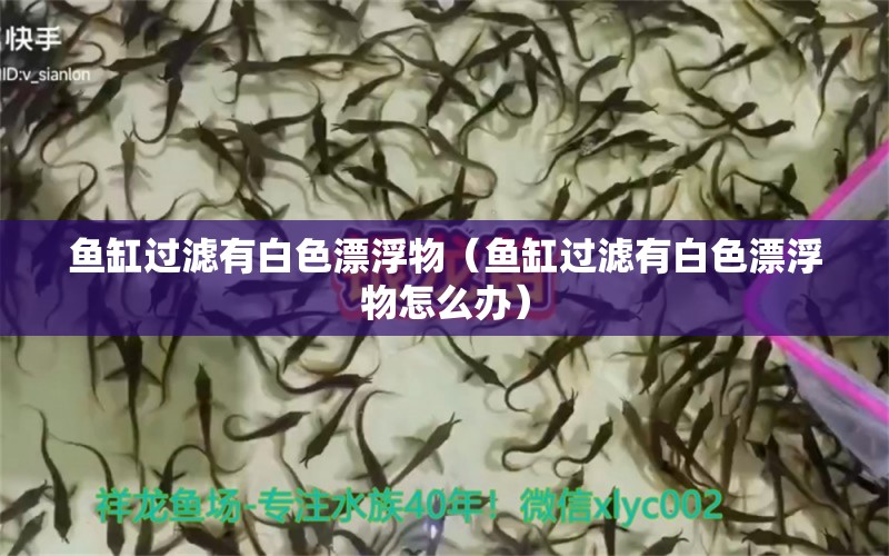 魚缸過濾有白色漂浮物（魚缸過濾有白色漂浮物怎么辦）