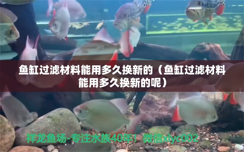 魚缸過(guò)濾材料能用多久換新的（魚缸過(guò)濾材料能用多久換新的呢） 祥龍水族醫(yī)院