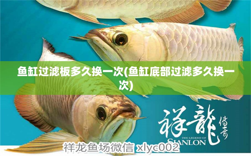 魚(yú)缸過(guò)濾板多久換一次(魚(yú)缸底部過(guò)濾多久換一次) 印尼小紅龍