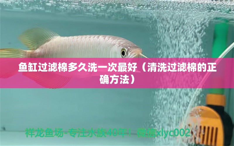 魚缸過濾棉多久洗一次最好（清洗過濾棉的正確方法） 觀賞魚市場（混養(yǎng)魚）