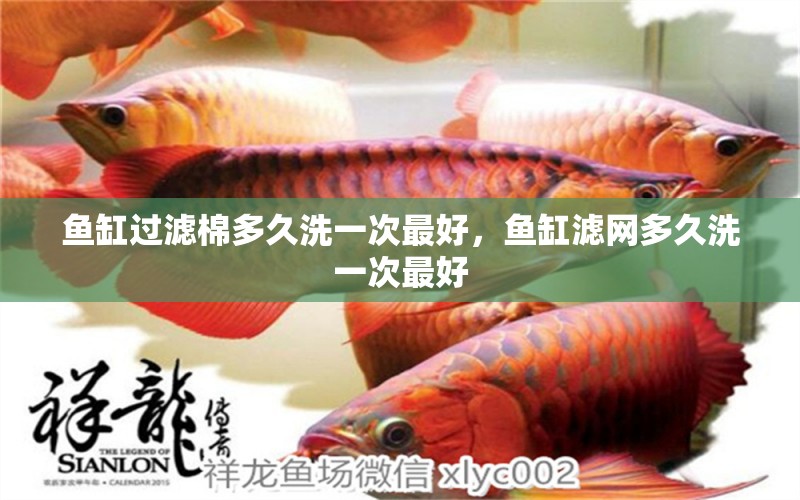 魚缸過濾棉多久洗一次最好，魚缸濾網(wǎng)多久洗一次最好 觀賞魚