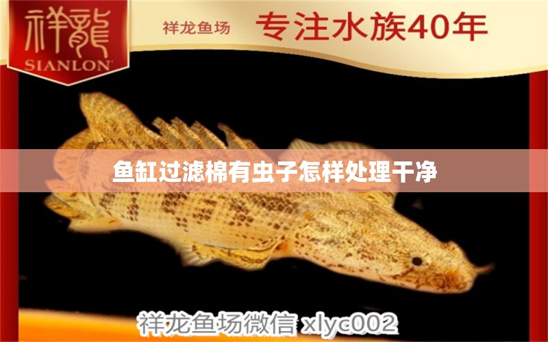 魚缸過濾棉有蟲子怎樣處理干凈 水族問答 第2張