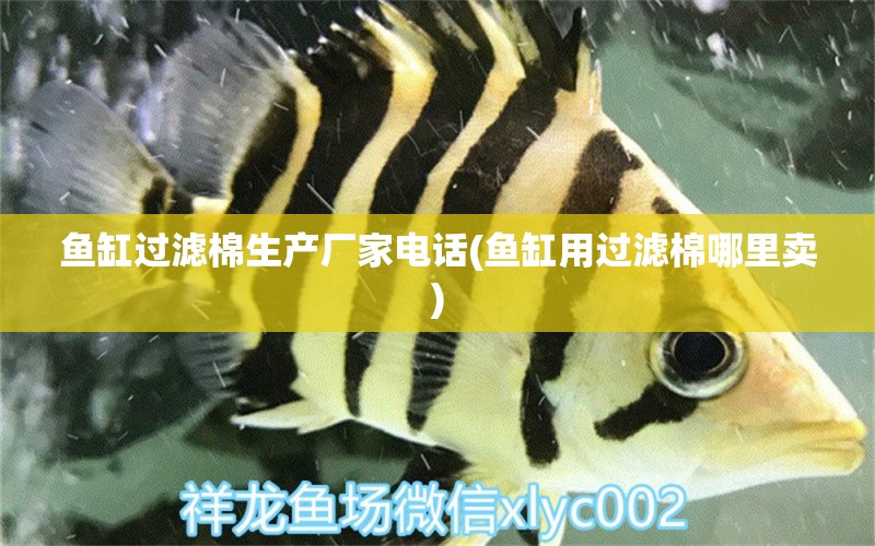 魚缸過濾棉生產廠家電話(魚缸用過濾棉哪里賣) 黃金斑馬魚