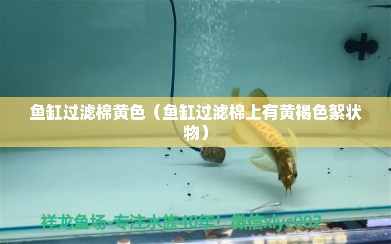 魚缸過濾棉黃色（魚缸過濾棉上有黃褐色絮狀物）