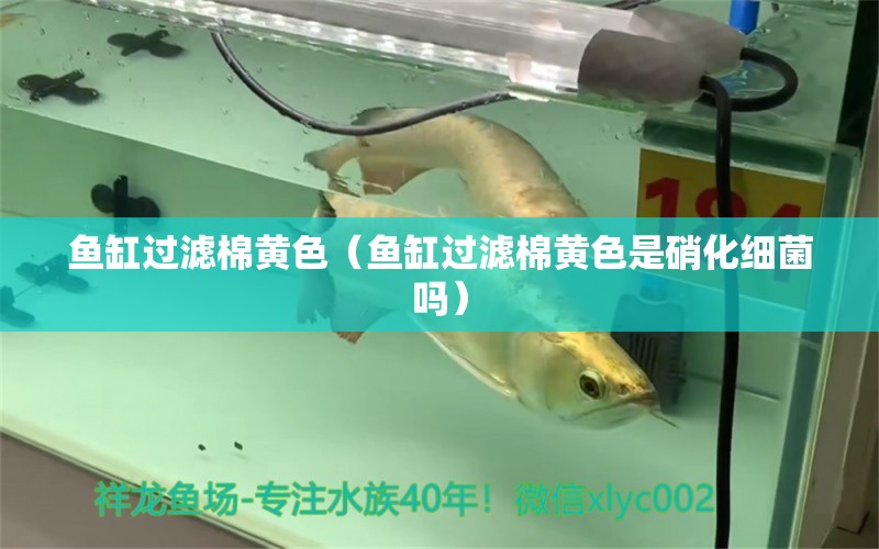 魚缸過濾棉黃色（魚缸過濾棉黃色是硝化細菌嗎）