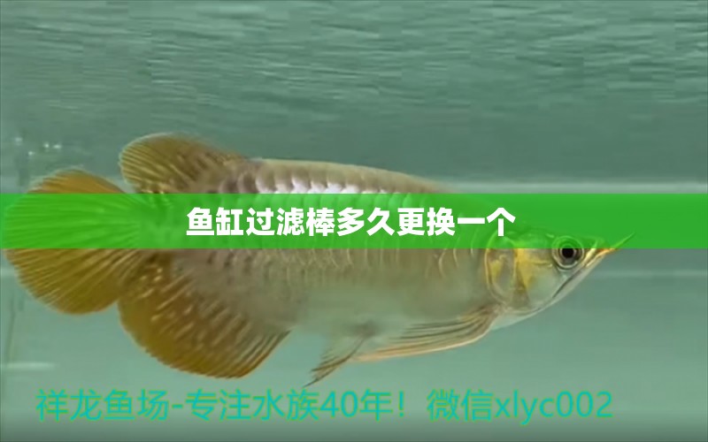 魚缸過(guò)濾棒多久更換一個(gè) 