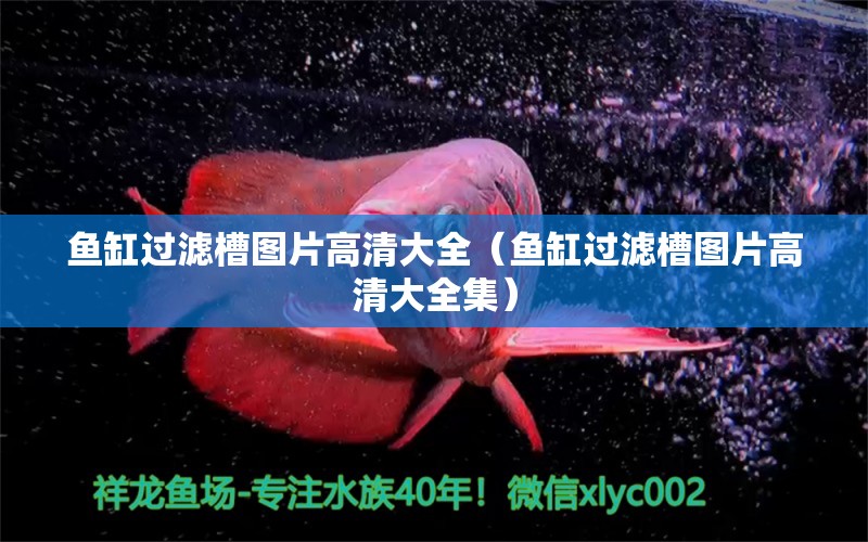 魚缸過濾槽圖片高清大全（魚缸過濾槽圖片高清大全集）