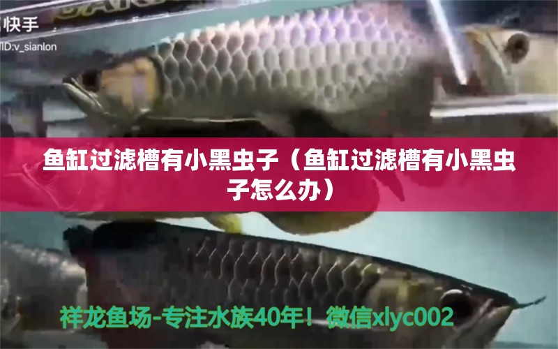 魚(yú)缸過(guò)濾槽有小黑蟲(chóng)子（魚(yú)缸過(guò)濾槽有小黑蟲(chóng)子怎么辦）