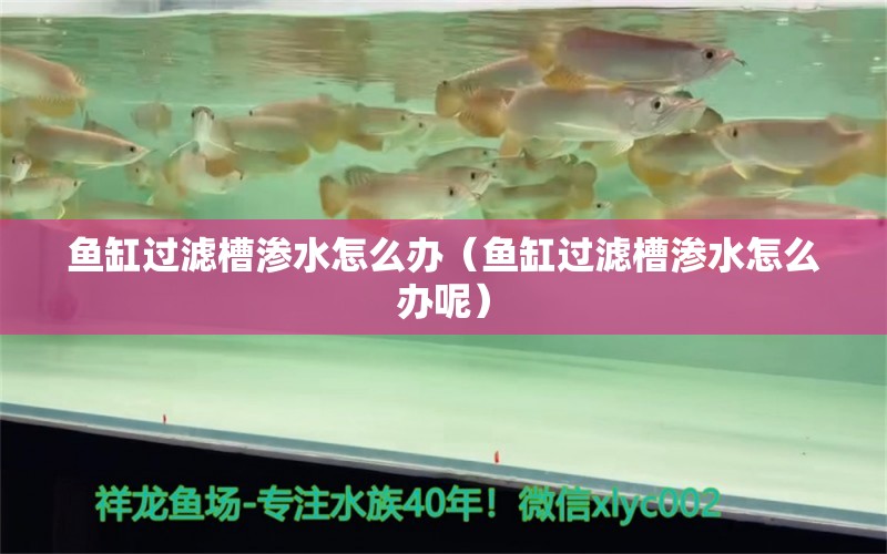 魚缸過濾槽滲水怎么辦（魚缸過濾槽滲水怎么辦呢） 豬鼻龜