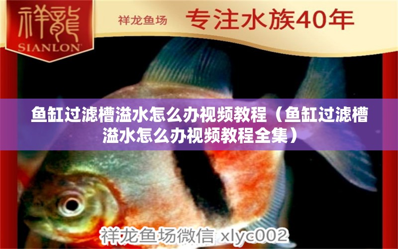 魚缸過濾槽溢水怎么辦視頻教程（魚缸過濾槽溢水怎么辦視頻教程全集）