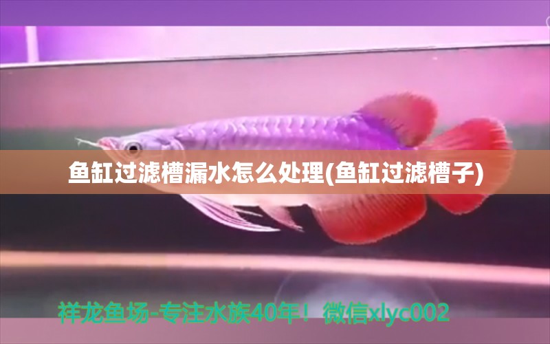 魚缸過濾槽漏水怎么處理(魚缸過濾槽子) 紅龍福龍魚