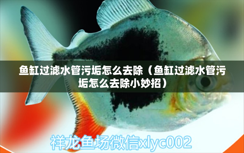 魚缸過濾水管污垢怎么去除（魚缸過濾水管污垢怎么去除小妙招）