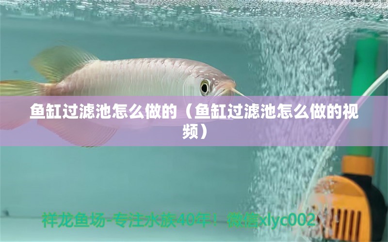 魚缸過濾池怎么做的（魚缸過濾池怎么做的視頻） 量子養(yǎng)魚技術(shù)