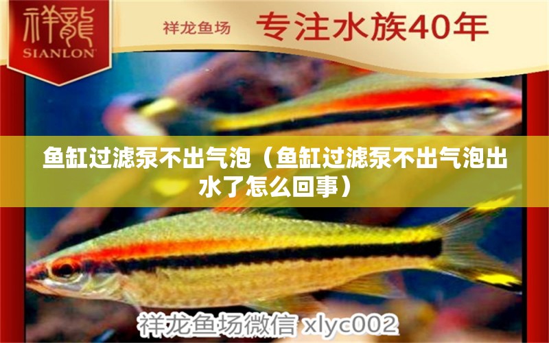 魚缸過濾泵不出氣泡（魚缸過濾泵不出氣泡出水了怎么回事） 硝化細菌