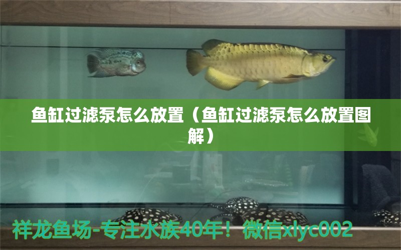 魚缸過濾泵怎么放置（魚缸過濾泵怎么放置圖解）