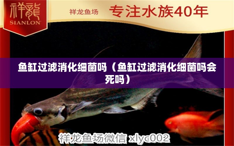 魚缸過濾消化細(xì)菌嗎（魚缸過濾消化細(xì)菌嗎會(huì)死嗎）