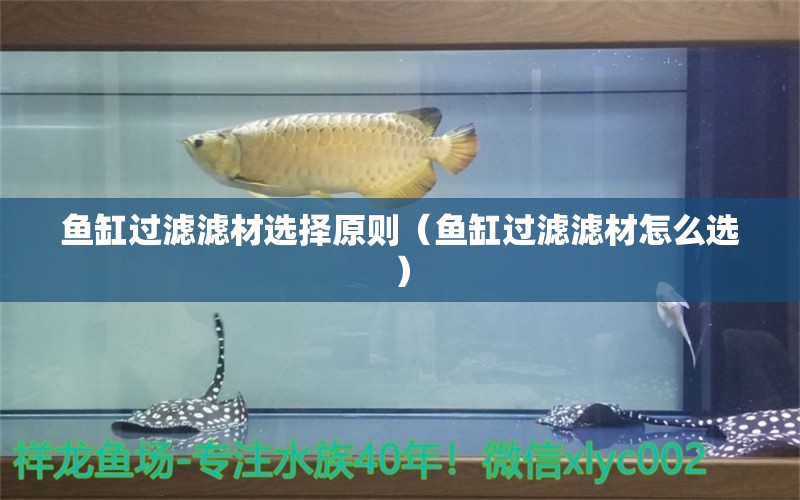 魚缸過濾濾材選擇原則（魚缸過濾濾材怎么選）