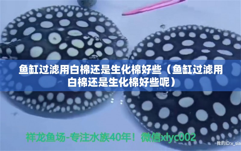 魚缸過濾用白棉還是生化棉好些（魚缸過濾用白棉還是生化棉好些呢）