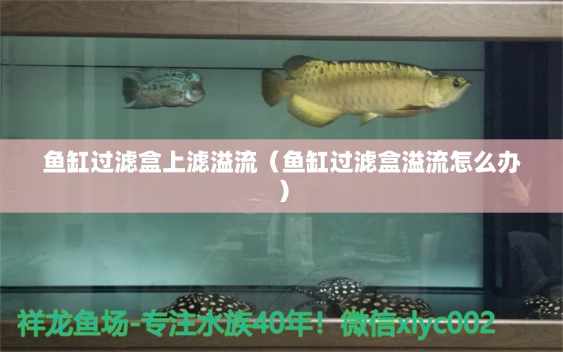 魚(yú)缸過(guò)濾盒上濾溢流（魚(yú)缸過(guò)濾盒溢流怎么辦） 哥倫比亞巨暴魚(yú)苗