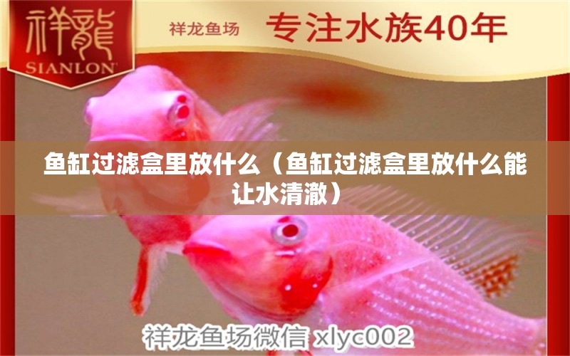 魚缸過濾盒里放什么（魚缸過濾盒里放什么能讓水清澈） 稀有紅龍品種