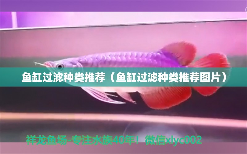 魚缸過濾種類推薦（魚缸過濾種類推薦圖片）