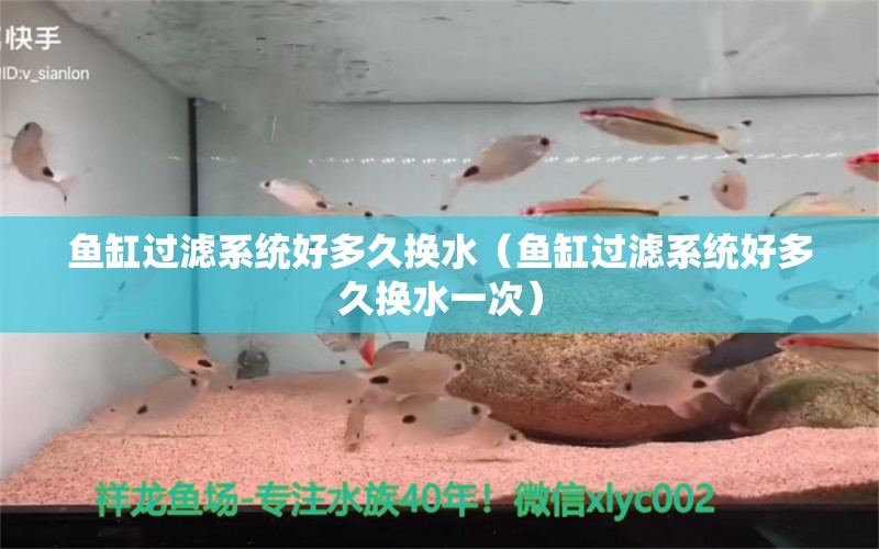 魚缸過濾系統(tǒng)好多久換水（魚缸過濾系統(tǒng)好多久換水一次） 祥龍水族醫(yī)院