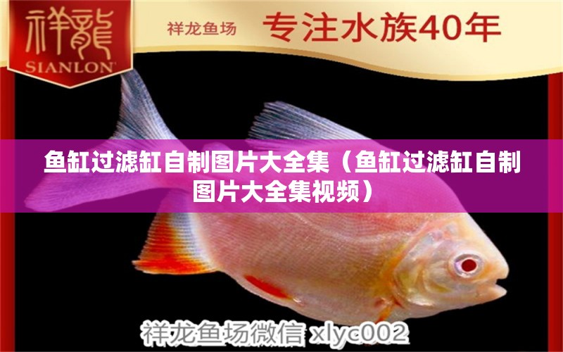 魚缸過濾缸自制圖片大全集（魚缸過濾缸自制圖片大全集視頻） 麥肯斯銀版魚