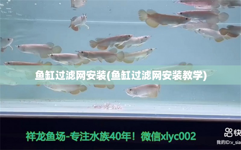 魚缸過(guò)濾網(wǎng)安裝(魚缸過(guò)濾網(wǎng)安裝教學(xué)) 巨骨舌魚