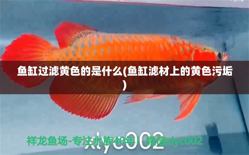 魚缸過濾黃色的是什么(魚缸濾材上的黃色污垢) 祥禾Super Red紅龍魚