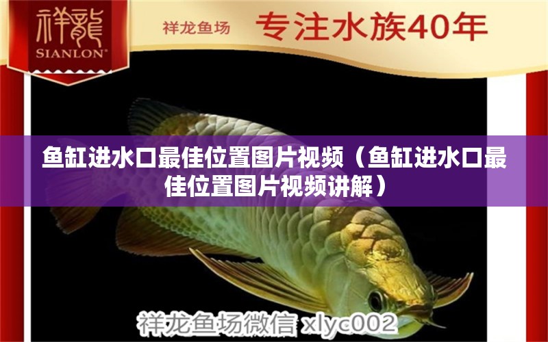 魚缸進(jìn)水口最佳位置圖片視頻（魚缸進(jìn)水口最佳位置圖片視頻講解）