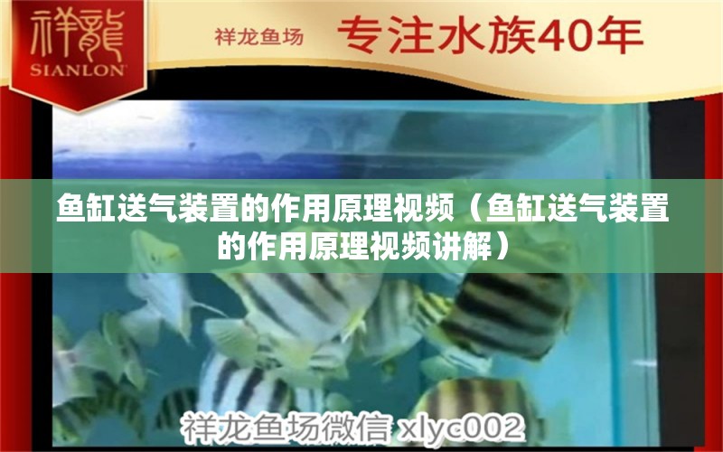 魚缸送氣裝置的作用原理視頻（魚缸送氣裝置的作用原理視頻講解）