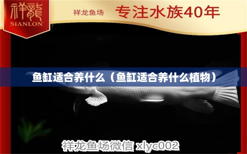 魚(yú)缸適合養(yǎng)什么（魚(yú)缸適合養(yǎng)什么植物） 祥龍水族醫(yī)院